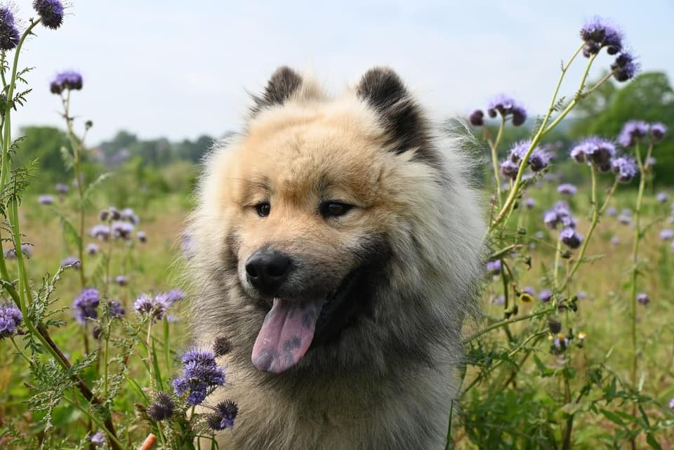 Chien au poil duveteux dans un champ de fleurs violettes